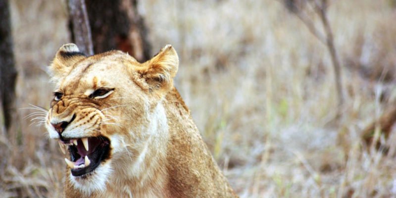 angry_lioness