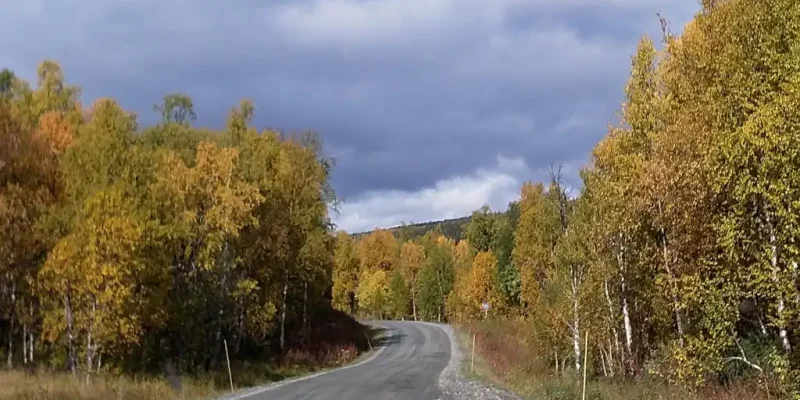 Gravel road with a bend ahead leading through yellow Autumn colored leaves on trees.