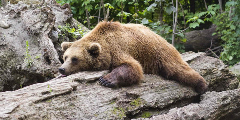 bear sleeping on log representing sloth