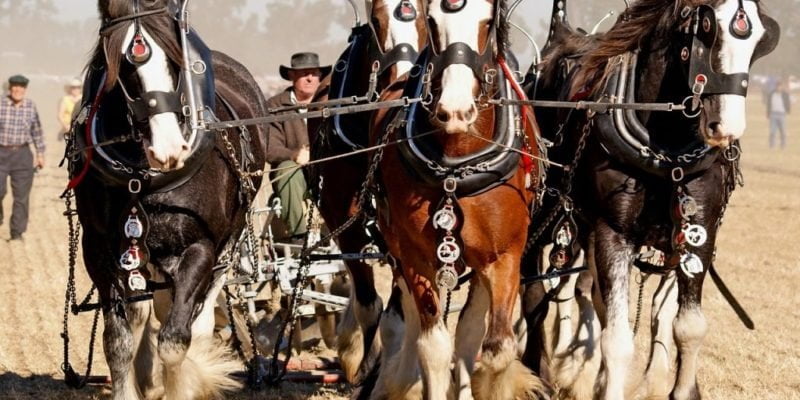 man plowing field with team of horses